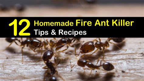 fire ant extermination diy